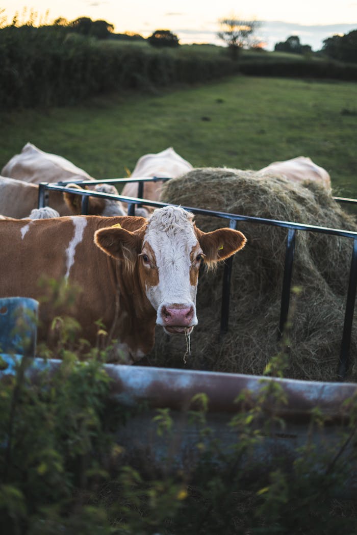 A serene image of cattle feeding in a lush green pasture during sunset.