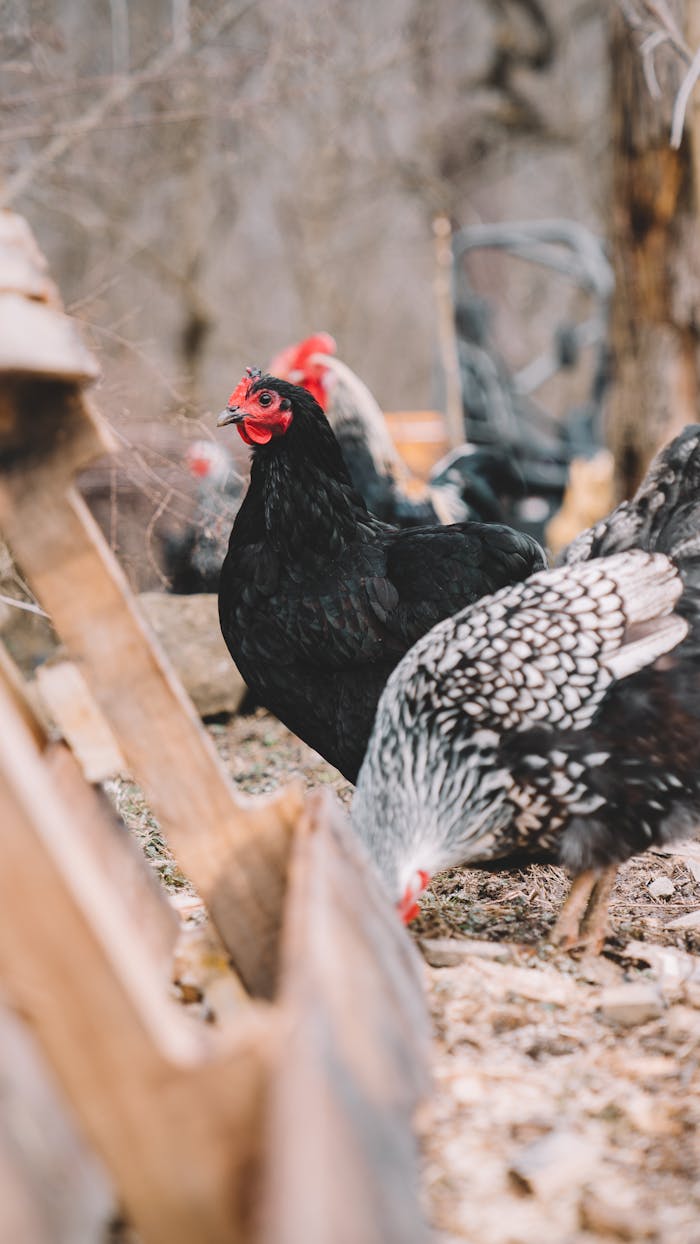 Chickens pecking in a rustic outdoor farm setting, showcasing country life.